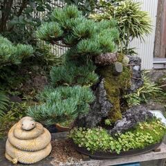 松盆栽