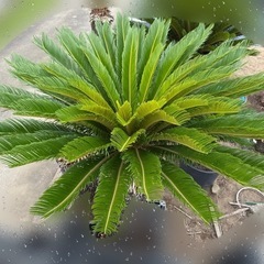 ソテツ 　そてつ 蘇鉄 庭木　インテリア　植木　　の画像