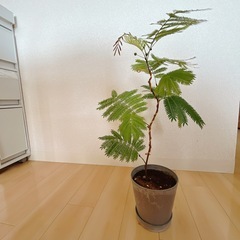 【大阪受渡しOK】エバーフレッシュ4号鉢