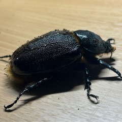 ネプチューンオオカブト　メス　即ブリの画像