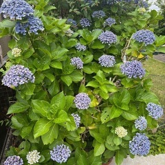 うず紫陽花　おたふく　アジサイ　苗木　
