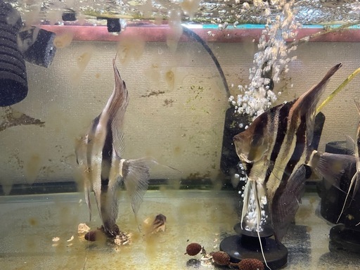 アルタムエンゼル　5匹　熱帯魚