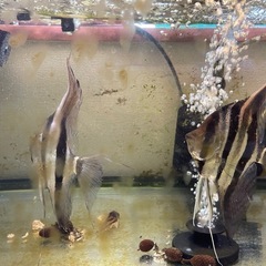 アルタムエンゼル　5匹　熱帯魚