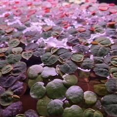 フィランサス 水草 浮草
