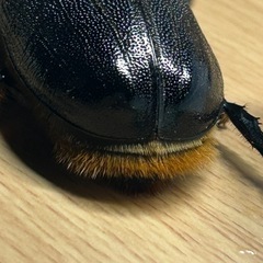 ネプチューンオオカブト　メス　即ブリの画像