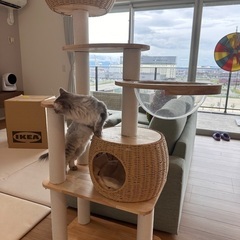 キャットタワーの画像
