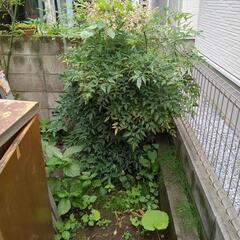 南天の木の画像