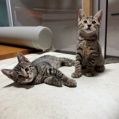 人間大好きキジトラ兄弟❤️