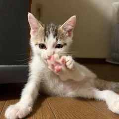 てんてん🐈生後3ヶ月程度の人懐っこい元気な男の子