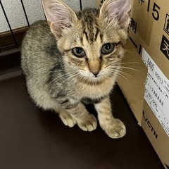 キジトラ♂3ヶ月半