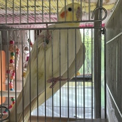 オカメインコとセキセイインコ