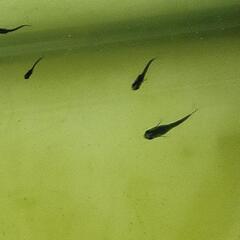 ③メダカ　オロチ　稚魚（1cm前後）20匹＋α（ご希望の方おまけ）の画像