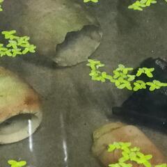 ③メダカ　オロチ　稚魚（1cm前後）20匹＋α（ご希望の方おまけ）の画像