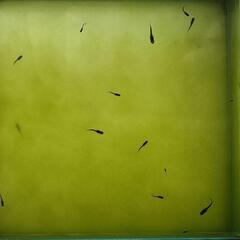 ③メダカ　オロチ　稚魚（1cm前後）20匹＋α（ご希望の方おまけ）の画像