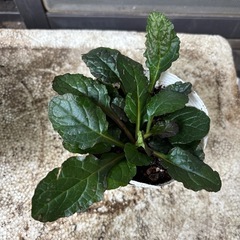 アジュガ苗