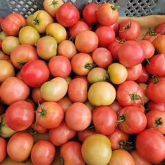 ❗❗農家のつくるっ❗❗おいしいトマト🍅