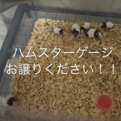 ハムスターゲージ探してます！！