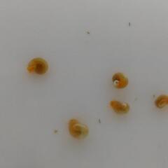 ピンクラムズホーンの画像