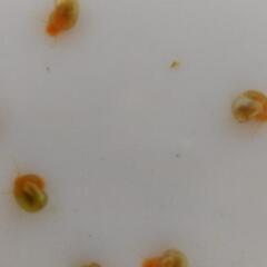 ピンクラムズホーンの画像