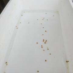 ピンクラムズホーンの画像