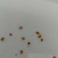 ピンクラムズホーンの画像