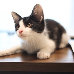 《リオル》甘えん坊のハチワレ