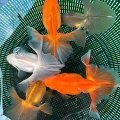 金魚 ★土佐錦 稚魚★ ‪☆10匹500円‪☆ の画像