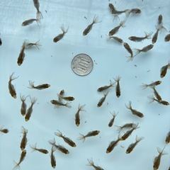 金魚 ★土佐錦 稚魚★ ‪☆10匹500円‪☆ の画像
