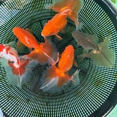 金魚 ★土佐錦 稚魚★ ‪☆10匹500円‪☆ の画像