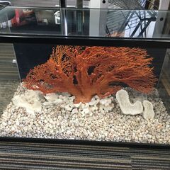 ♪水槽 珊瑚 サンゴ レプリカ オブジェ インテリア 中古 (N...