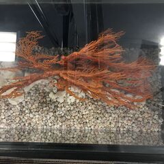 ♪水槽 珊瑚 サンゴ レプリカ オブジェ インテリア 中古 (NF250624) 303-576の画像