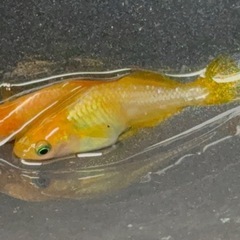 レモンスカッシュ有精卵15こ