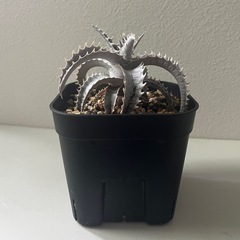 ディッキア　フジヤマ　dyckia Fujiyamaの画像