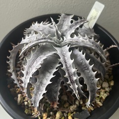 ディッキア　フジヤマ　dyckia Fujiyama