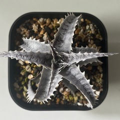 ディッキア　フジヤマ　dyckia Fujiyamaの画像