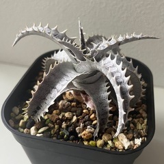 ディッキア　フジヤマ　dyckia Fujiyamaの画像