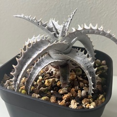ディッキア　フジヤマ　dyckia Fujiyamaの画像
