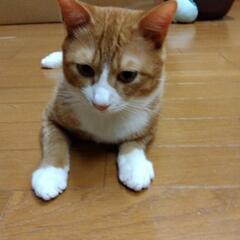 ちょっとおデブなお兄ちゃんです
