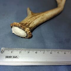 【商談中】鹿の角の画像