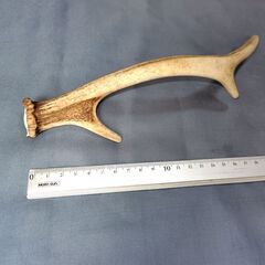 【商談中】鹿の角の画像