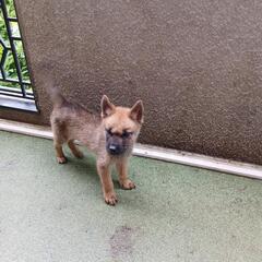 純血種です　虎毛はではない甲斐犬です