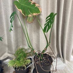 モンステラ