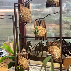 ◢◤ ビカクシダ板付ワークショップ ◢◤