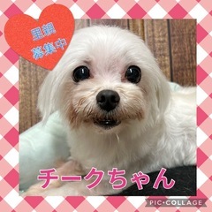 引退犬の里親募集★マルチーズのチークちゃん★