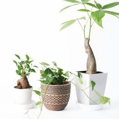 【買います】観葉植物・多肉植物