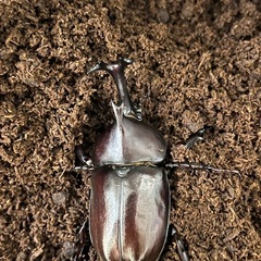カブトムシ♂1♀2