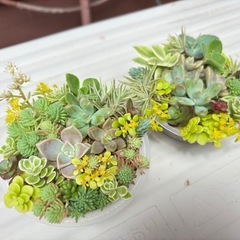 2セット多肉植物寄せ植え①