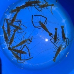 テナガエビの画像