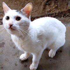 迷い猫？ 迷子 白猫  目撃情報です