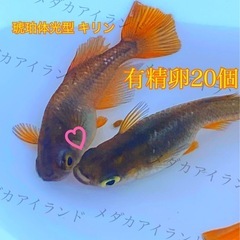 【配送】琥珀 体光型 キリン 卵 20＋α保証分 琥珀体光 キリ...